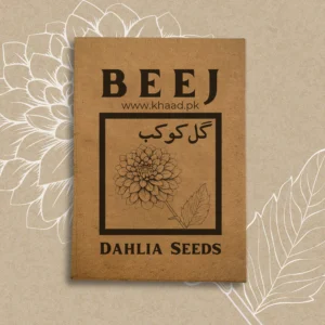 Dahlia seeds