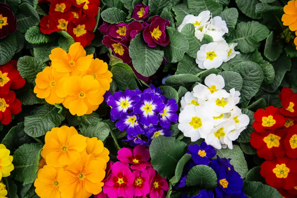 Flowering-Plants-to-Beautify-Your-Garden-in-Pakistan