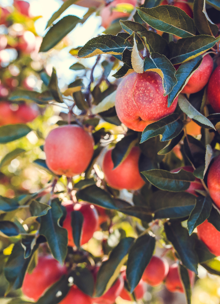 Growing Exotic Fruit Trees in Pakistan