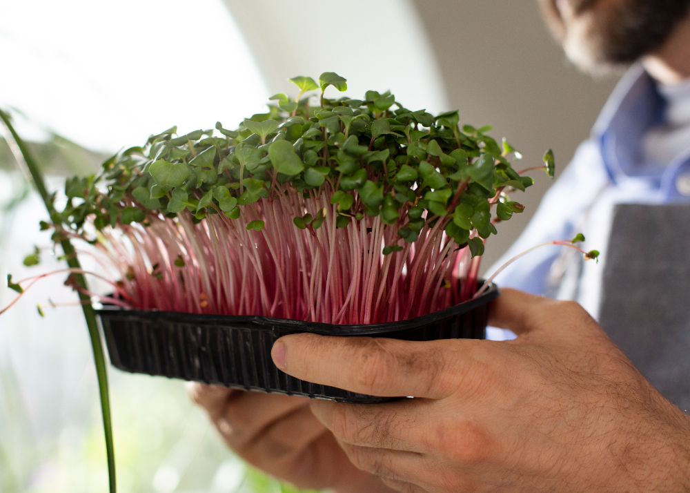 Growing Microgreens in pakistan