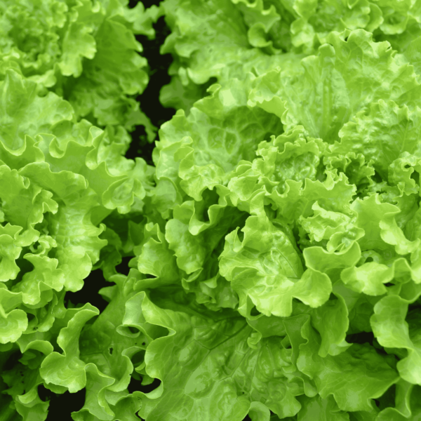 Lettuce Seed (Salad Pata)
