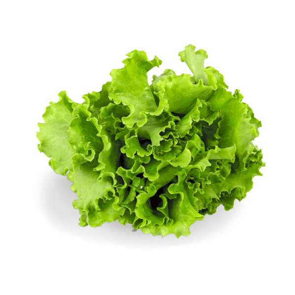 Lettuce Seed (Salad Pata) in pakistan