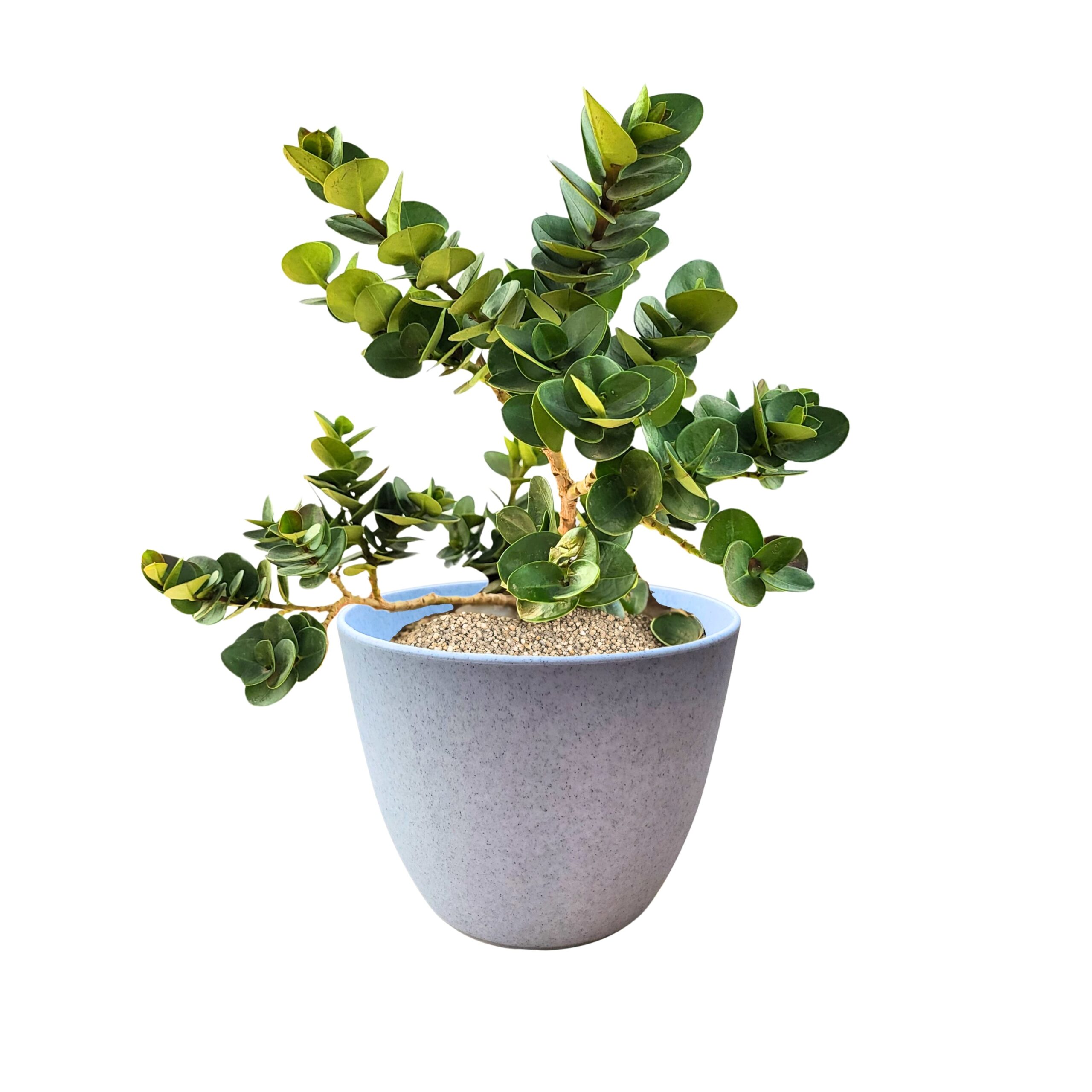 Live Plant Cronda