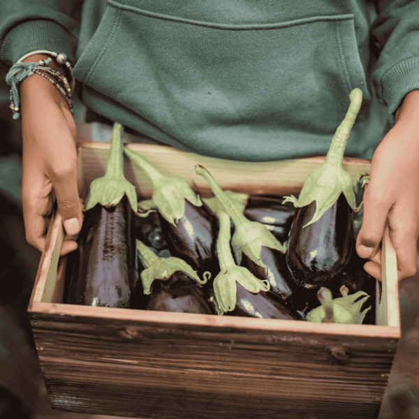 Long Brinjal Seeds (Eggplant) - Image 3