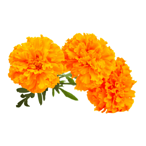 Marigold Seeds