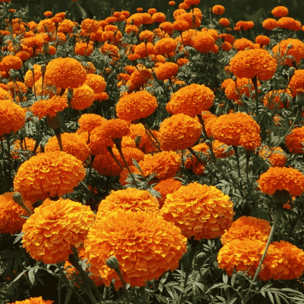 Marigold Seeds in pakoistan