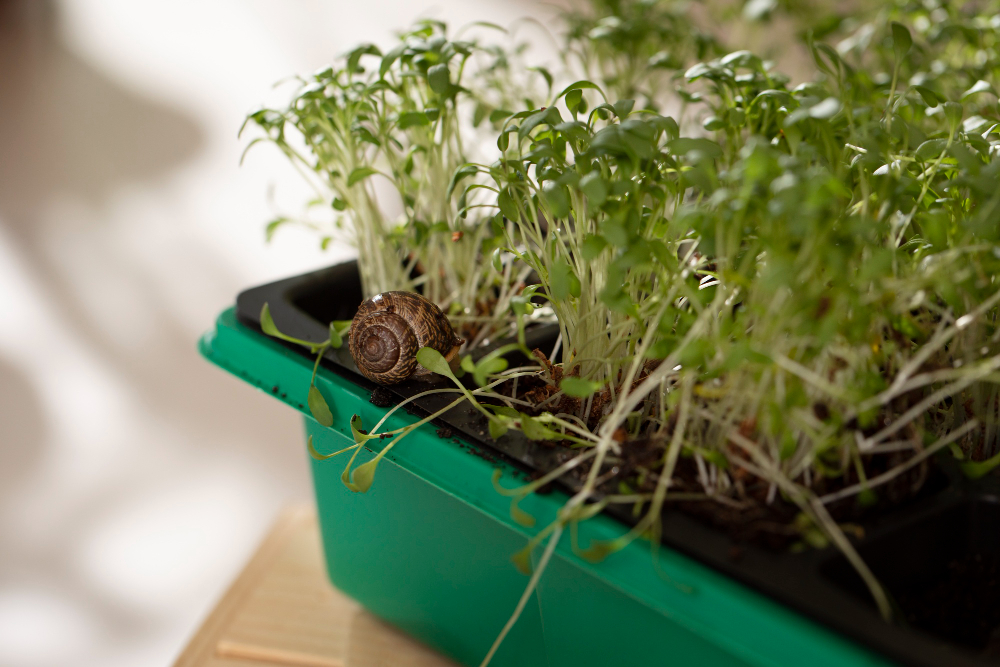 Microgreens in Small Spaces
