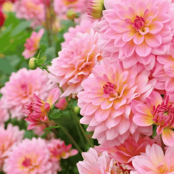 Order Dahlia Seeds in pakistan