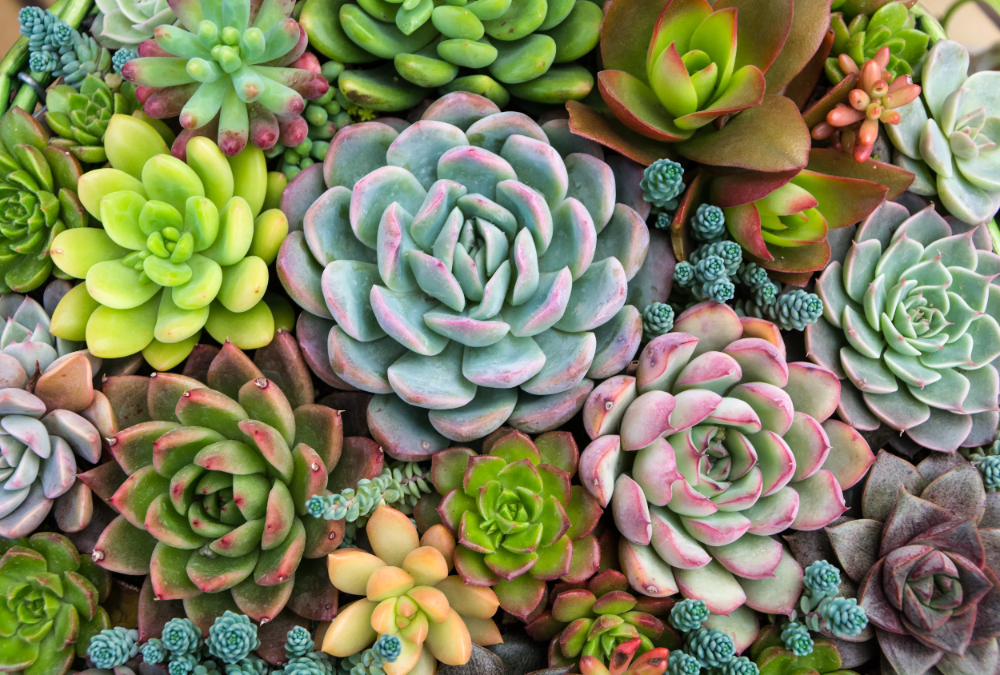 Succulents & Cacti in pakistan