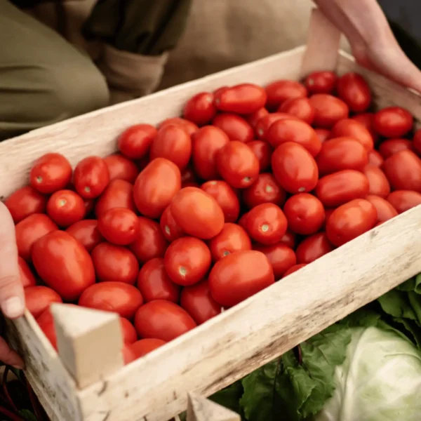 Tomato Seeds Desi