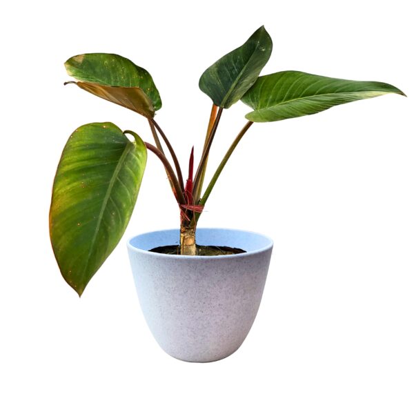 Philodendron RED (live plant) buy in pakistan