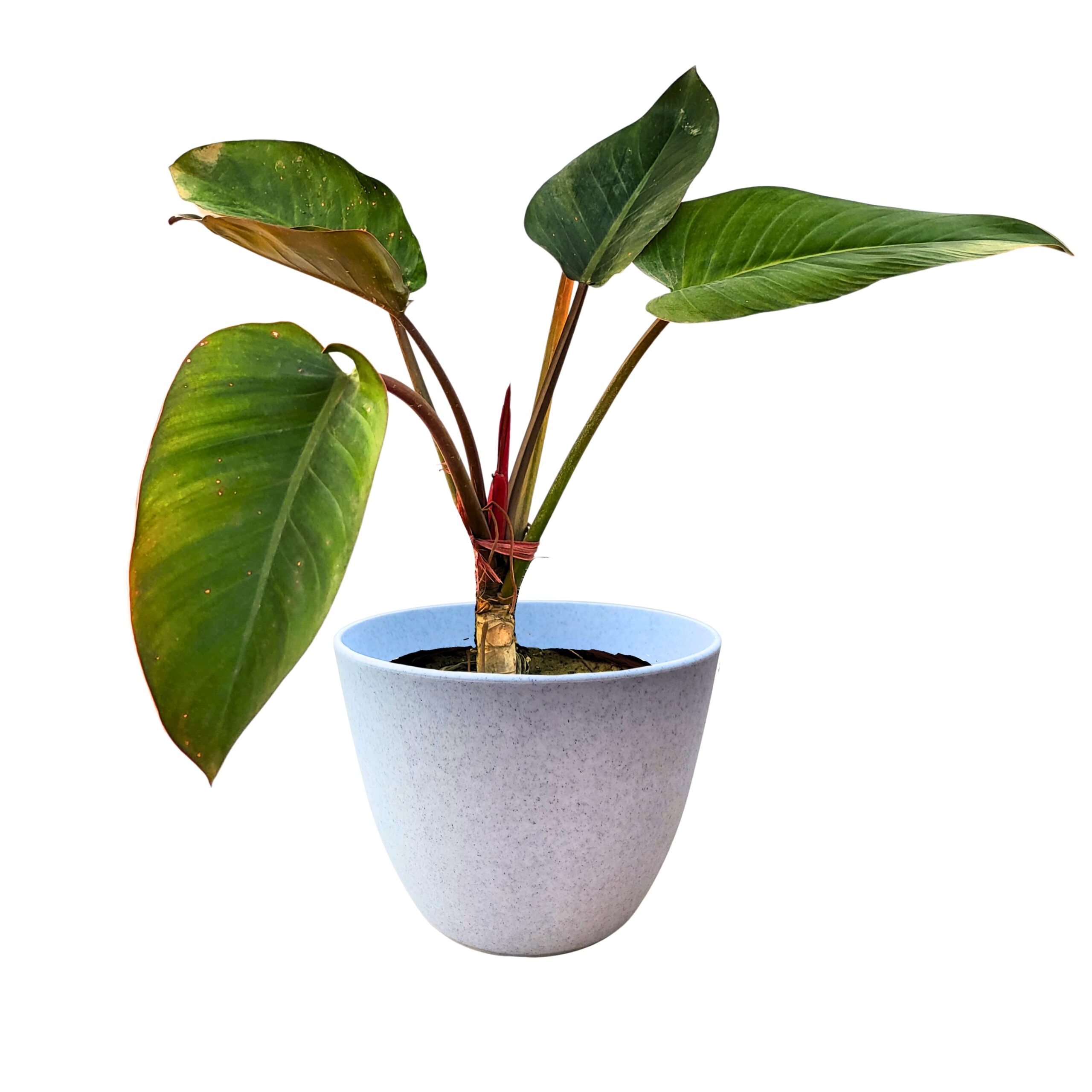 Philodendron RED (live plant) buy in pakistan