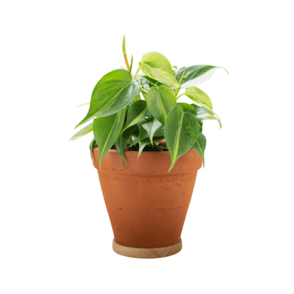 Philodendron RED - Image 3