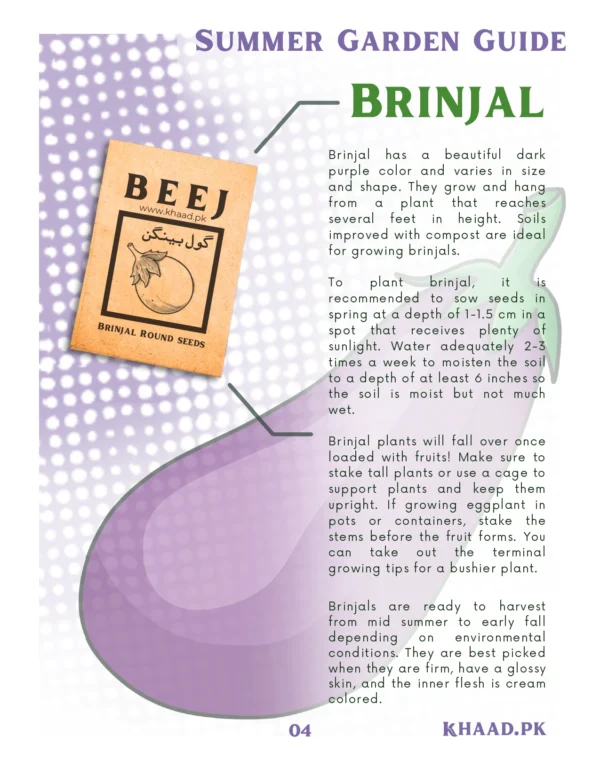 Brinjal-Production-technology-home-grown-khaadpk
