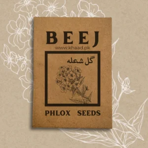 Phlox-flower-seeds-for-home-gardens-lahore-pakistan