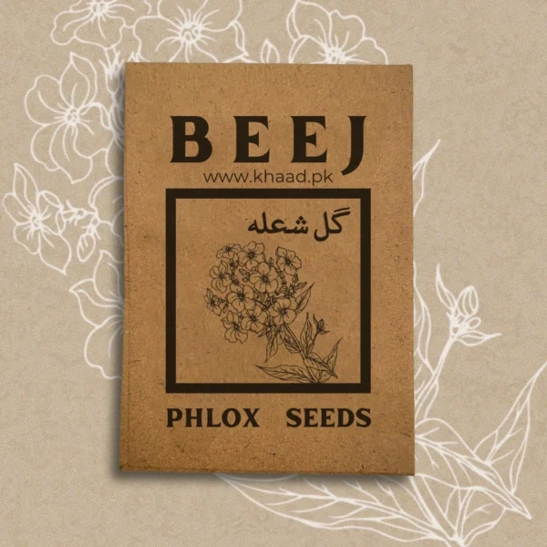 Phlox-flower-seeds-for-home-gardens-lahore-pakistan