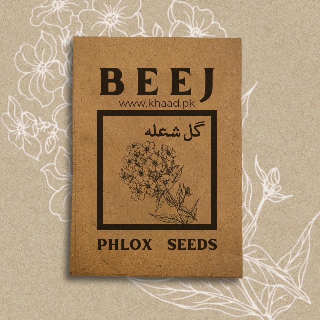 Phlox-flower-seeds-for-home-gardens-lahore-pakistan