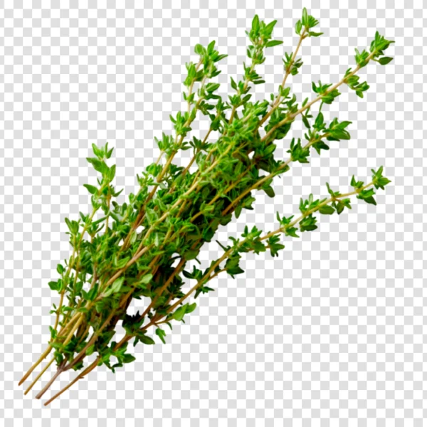 Thyme-leaves-plant-for-home-gardening