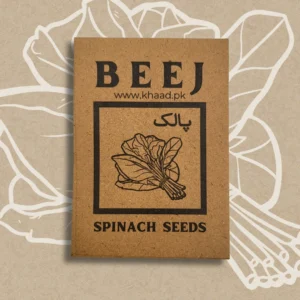 Spinch-seeds-by-khaadpk-for-leafy-vegetable