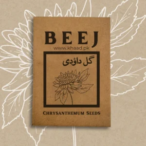 chrysanthemum-seeds-beautiful-elegent-flower