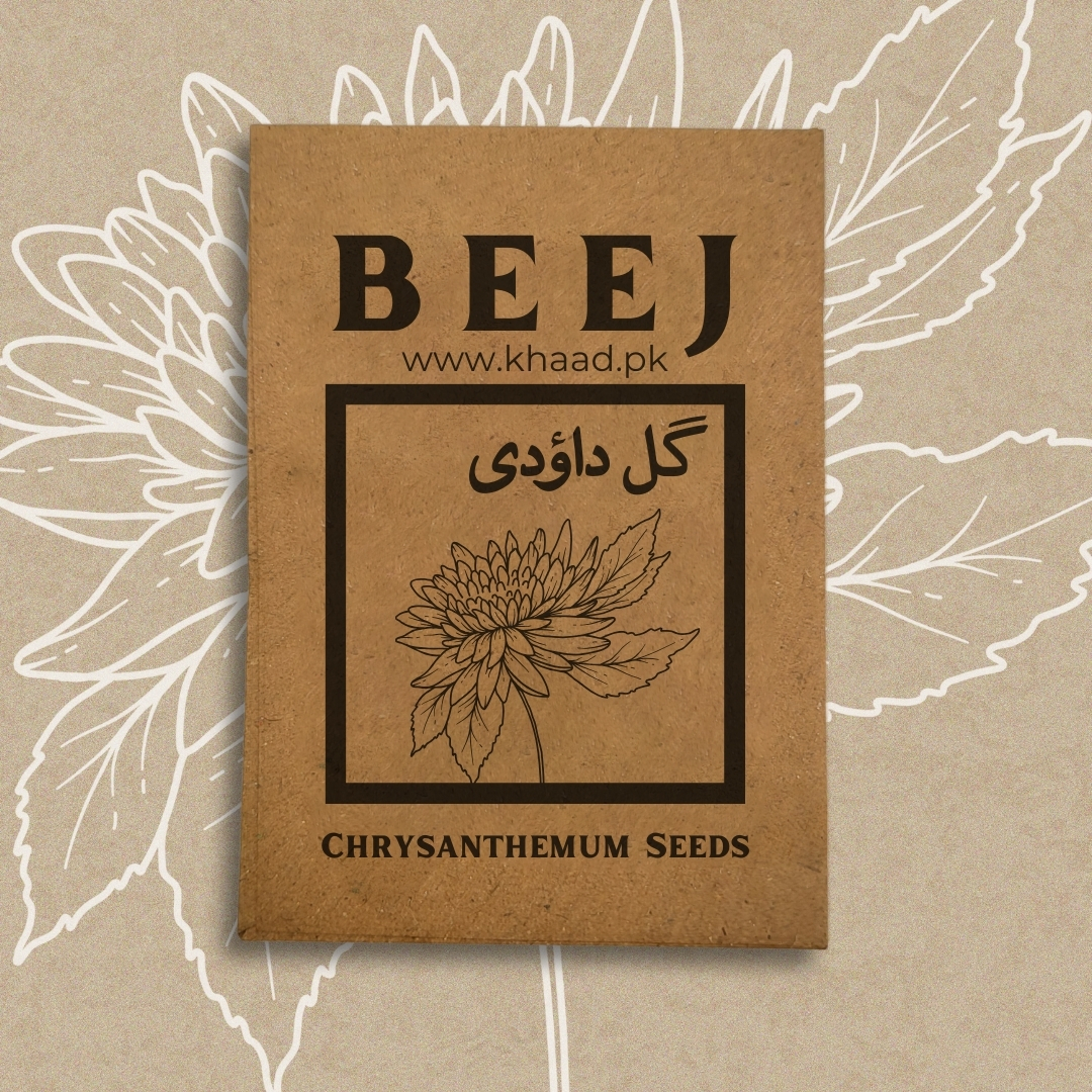 chrysanthemum-seeds-beautiful-elegent-flower