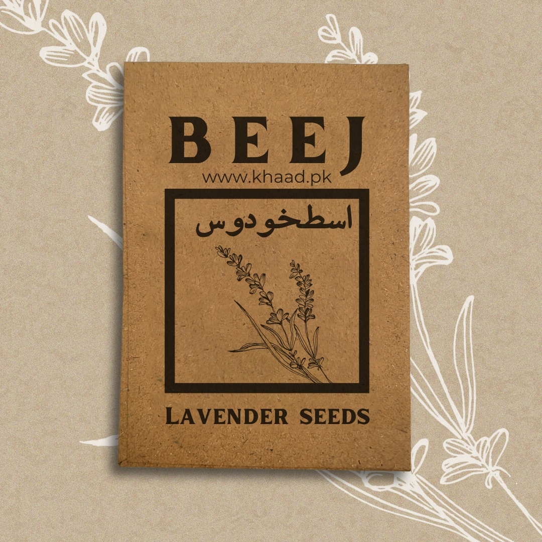 Lavander-seeds-pack-by-khaadpakistan