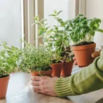 Herbs-seeds-cateogory-khaadpk