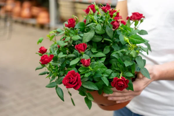 Rose-Flowers-khaadpk-pakistan-beautiful