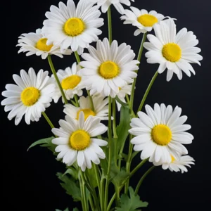 Beautiful-herbs-Chamomile-by-khaad-pakistan-for-home-gardeners