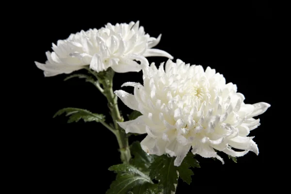 Chrysanthemum-flower-seeds-pakisan-lahore
