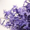 Lavander-flowers-seeds-by-khaadpk