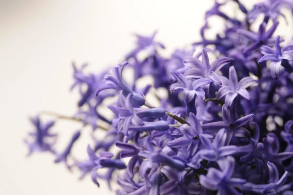 Lavander-flowers-seeds-by-khaadpk