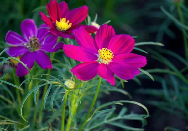 Cosmos-flower-seeds-for-gardens-khaadpk