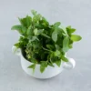 Fresh-oregano-herb-dried-lahore