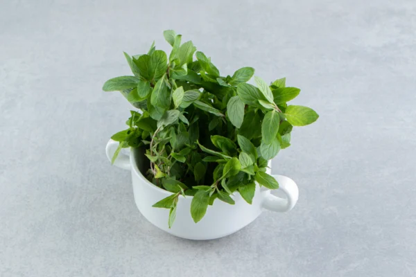 Fresh-oregano-herb-dried-lahore
