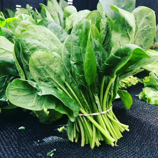 Leafy-spinach-for-home-kitchen