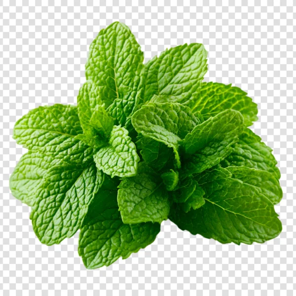 Fresh-mint-seeds-organic-home-gardening