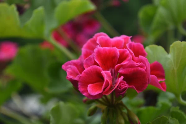 Geranium-flowers-beautiful-for-garden-seeds-by-khaadpk