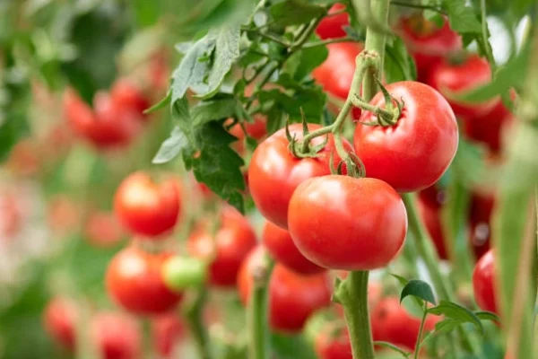 Fresh-organic-tomato-from-seeds-khaadpk