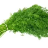Dill-seeds-buy-online