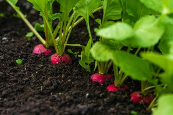 Red-radish-being-grown-kitchen-garden