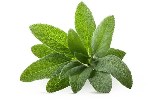 Sage-leaves-fresh-organic