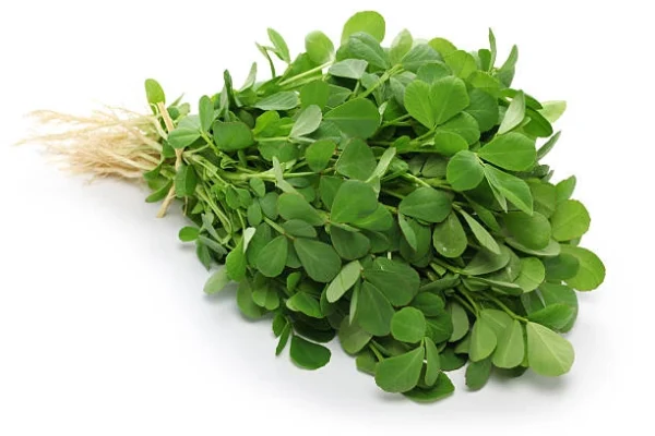 Leafy-fenugreek-vegetable-for-home-gardening
