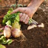 Harvesting-turnip-in-winters