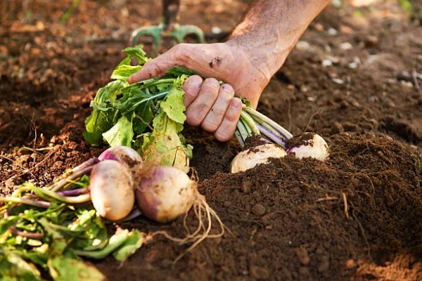 Harvesting-turnip-in-winters