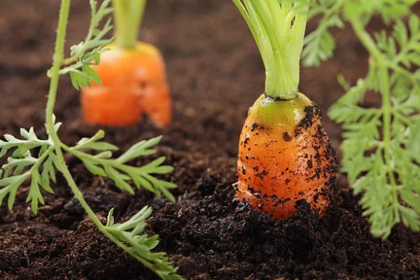 Freshly-grown-carrots-from-gardens-pk