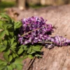 Beautiful-lavander-flower-seeds-khaadpk