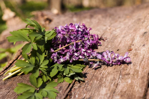 Beautiful-lavander-flower-seeds-khaadpk
