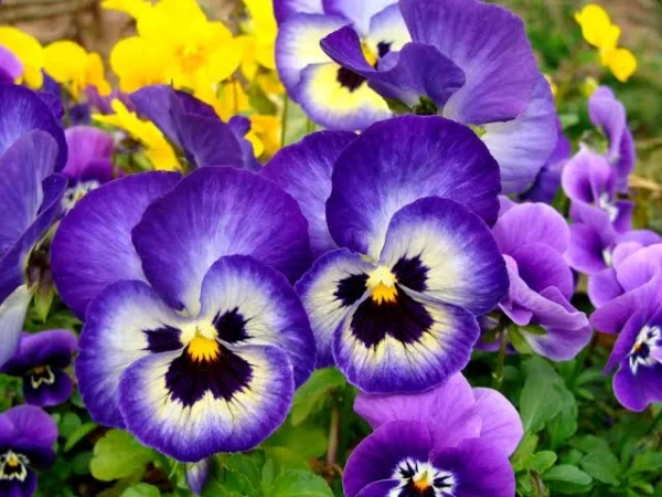 Pansy-flower-seeds-for-home-growing-pakistan