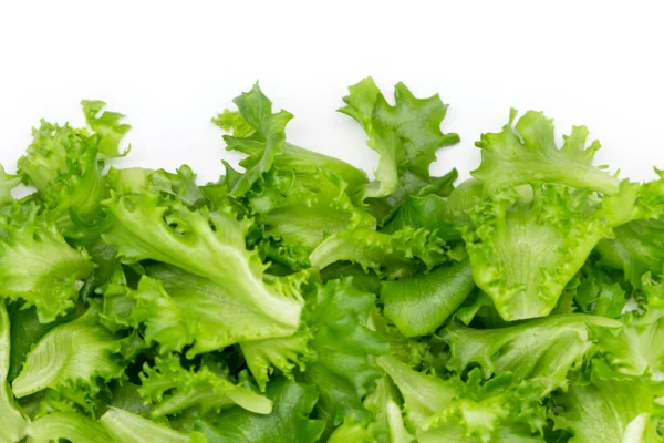Beautiful-crispy-leafy-lettuce-by-khaadpk-lahore